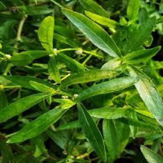 పొన్నగంటి ఆకు యొక్క చిత్రం